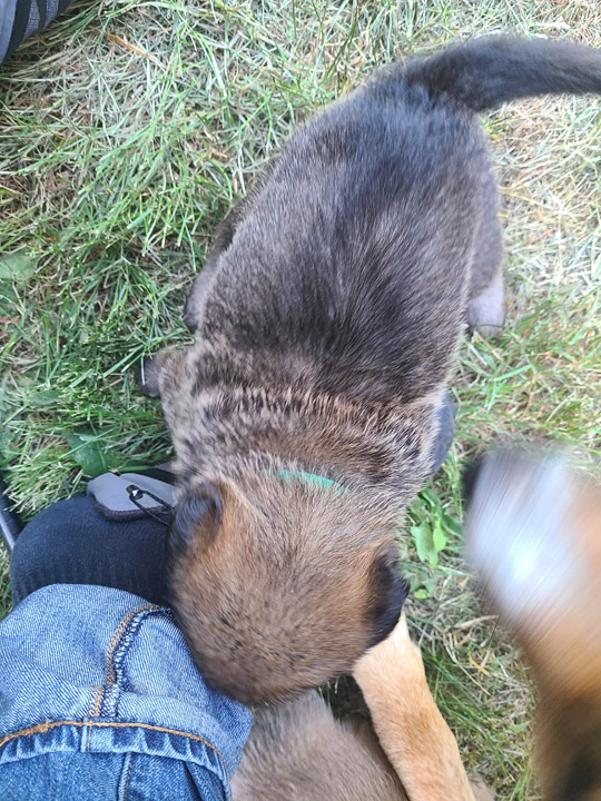 chinook dog